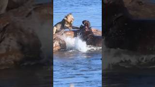 The WILDEST Animal Showdown Lion vs Hippos [upl. by Bekha]