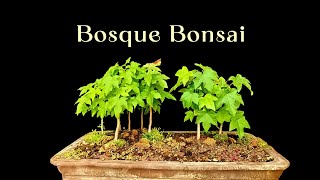 Aprende Gratis Los Fundamentos Básicos para CREAR un BOSQUE Bonsái [upl. by Ariaes317]