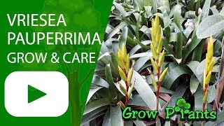 Vriesea pauperrima  grow amp care also as houseplant [upl. by Isbel]