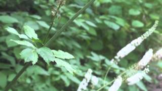 Plant portrait  Black cohosh Actaea racemosa [upl. by Ulane231]