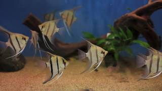 Pterophyllum scalare var “Dantum” en My Fish Room [upl. by Alena]