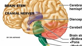 Brainstem  Cranial Nerves  mnemonic  Brain death [upl. by Eilliw]