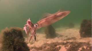 Squid scenarios Dromana Portphillip Bay Melbourne [upl. by Anitroc]