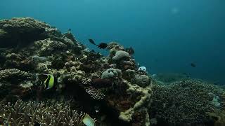 ASMR Underwater Diving Mangrove Point Nusa Penida part 1 Dry And Wet Together  SiAbeJalanMulu [upl. by Sonya30]