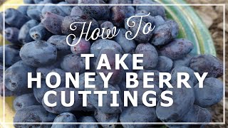 How to Grow Haskap Berries Taking haskap berry Cuttings [upl. by Einnaj523]