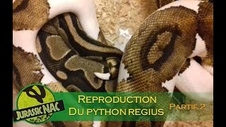 La reproduction du python regius  Partie 2 [upl. by Joiner]