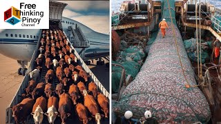 Ganito pala ilipat ang MARAMING BAKA Limpak Limpak na ISDA AT TAHONG HARVESTING [upl. by Origra]