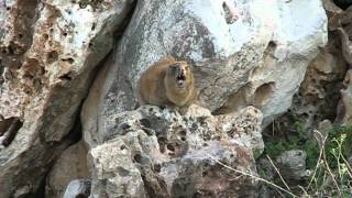 Hyrax Singing on a Rock [upl. by Anabelle]