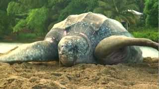 Sea Turtle Nesting Video [upl. by Forlini]