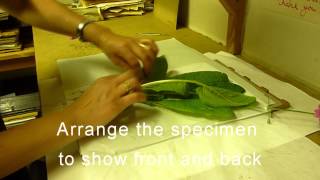 RBGE Herbarium Basic Plant Collecting and Pressing [upl. by Tannen]