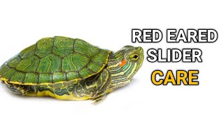 How to take care for a RED EARED SLIDER Turtle  General Care and Feeding  Tips [upl. by Rehpotsirh]