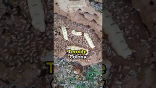 The Incredible Life of a Termite Queen Natures EggLaying Machine [upl. by Braun]