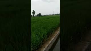 kiva lag reha a jhona subscribe farming statussong villagelife short song status shortsvide [upl. by Oicangi]