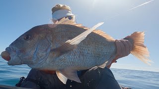 Softbaiting for big snapper in the Far North of New Zealand [upl. by Eneja]