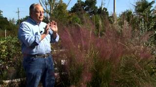 Pink muhly grass adds grace and color to landscapes [upl. by Neruat]