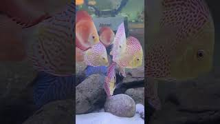 Discus Fish  Discus Tank Mates  Blessings Aquarium [upl. by Eerised]