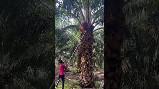 Oil palm fruit cutting oilpalm oilpalmfarmers farming పామాయిల్ [upl. by Efioa556]