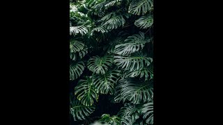 HUGE MONSTERA PLANT [upl. by Retsub]