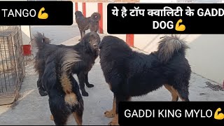 YE HAI TOP QUALITY KE GADDI DOG💪NO COMPARE gaddidog youtube [upl. by Pleione]