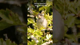 Young House Sparrow has lightning reactions ⚡ shorts [upl. by Suolkcin]