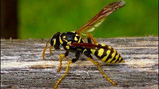 Mom’s Sting Remedy [upl. by Reamonn]