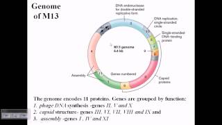 M13 phage genome structure [upl. by Cecilio]