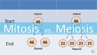 Mitosis vs Meiosis updated [upl. by Stephania]