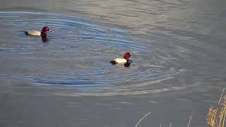 Pochard diving near platform [upl. by Ecikram745]