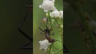 Hunchback ants tending aphids on Parthenium plant [upl. by Ijan]