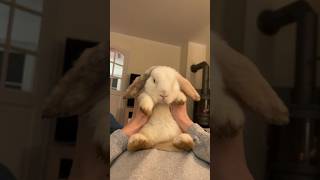 Hop to the Beat Disco Bunny’s Dance Off 🐰👯‍♀️ subscribe cuteanimals like boom mustwatch [upl. by Mirna]