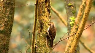 Treecreeper Behavior [upl. by Nileve860]