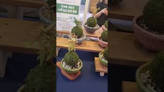 스테비아 건잎과 씨앗키드등 Stevia dry leaves etc 대한민국 localmarket travel korea [upl. by Malilliw699]