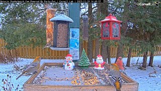 Winter Finches Feast At Festive Feeders In Ontario – Dec 19 2023 [upl. by Robbi]