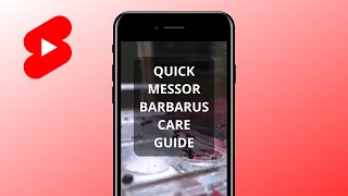 Quick MESSOR BARBARUS Care Guide [upl. by Tove617]