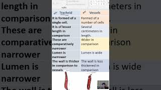 Difference between tracheids and vessels [upl. by Nyrac]