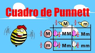 Cuadros de Punnett Segunda Ley de Mendel [upl. by Ayaj]