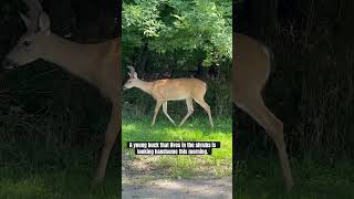 Close look at a deer in the shrubs deer [upl. by Rebak426]