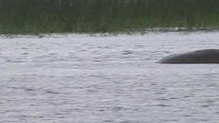 Hippos in Lake Awassa  Ethiopia [upl. by Airednaxela537]