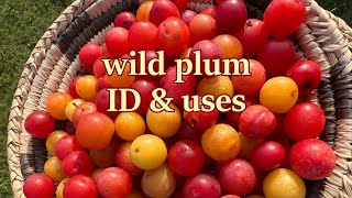 Wild plum ID amp uses [upl. by Gayleen]