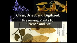 Glass Dried and Digitized Preserving Plants for Science and Art [upl. by Bessy]