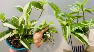 Tradescantia Fluminensis Variegata Green and White  cutting in water [upl. by Iorio]