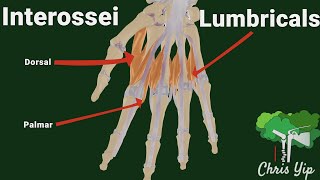 Interossei and Lumbricals of the hand animated [upl. by Atekan]