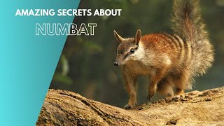 Amazing Secrets About Numbat [upl. by Akemehs]