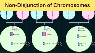 NUMERICAL CHROMOSOMAL ABERRATIONS  PLOIDY [upl. by Arlin]