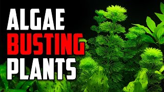 Simple Tips to Get Rid of Algae With the Power of Aquarium Plants [upl. by Eatnoid648]