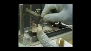 Pharmacology  Pharmacological Lab Procedures  Mounting of the Isolated Frog Heart [upl. by Argyle]