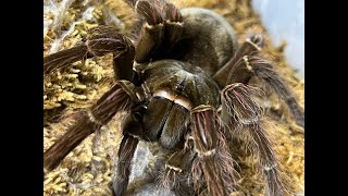 Theraphosa blondi pairing True giants [upl. by Ymmot]