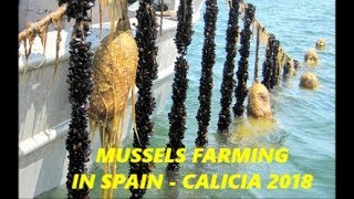 MUSSELS FARMING IN GALICIA  SPAIN 2018 [upl. by Las756]