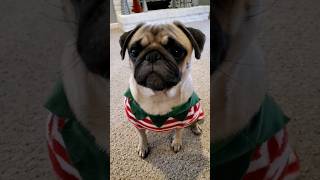 all I want for Christmas ❤️ dog pug cute funny pets christmas fyp shorts [upl. by Bonine388]