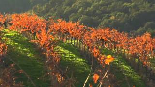 SonomaValley RealWIneCountry [upl. by Teddman]